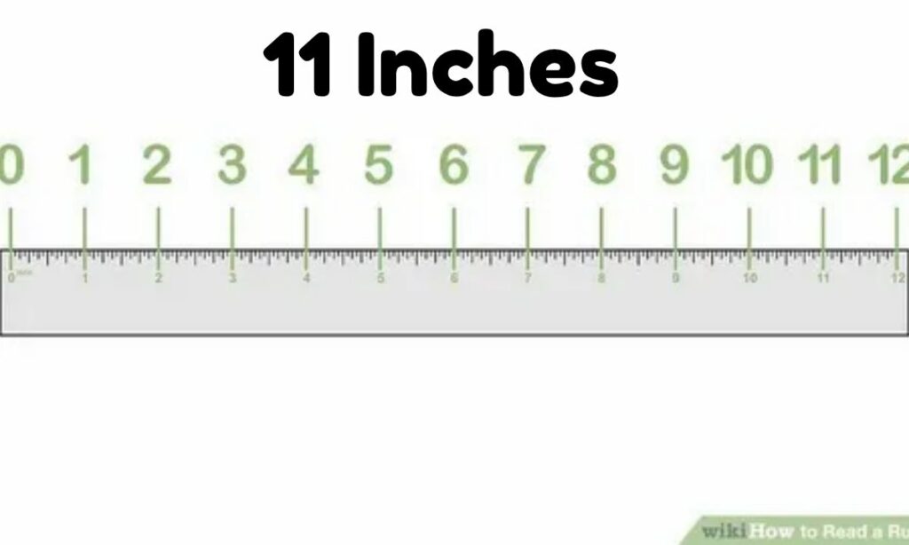 A Standard Ruler Marked at the 11Inch Point
