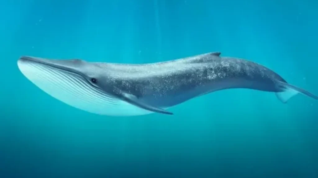 The Blue Whale